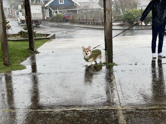 Our pup wearing the Ruffwear jacket we purchased