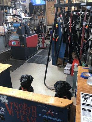 Roxy and Minnow in the full service repair shop.