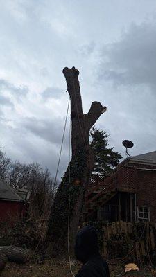 tree services en  Detroit Mi, Tree trimming in Detroit Mi, Palm Services in Detroit Mi