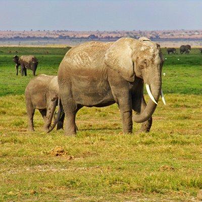 Elephants on a Kenyan Safari