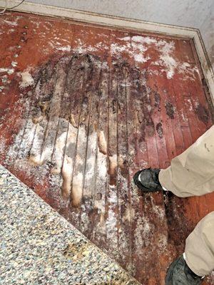 When your home floods and the carpet and padding get soaked, it has to be dried quickly to prevent mold from growing underneath