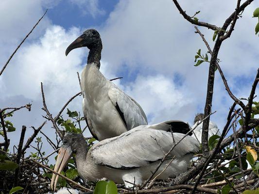 Wakodahatchee Wetlands