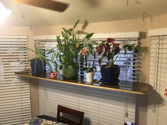 Custom glass for hanging plant shelf in our breakfast nook.