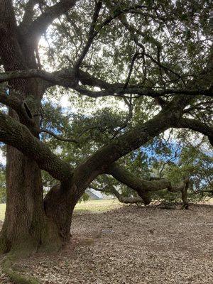 Magnolia Tree