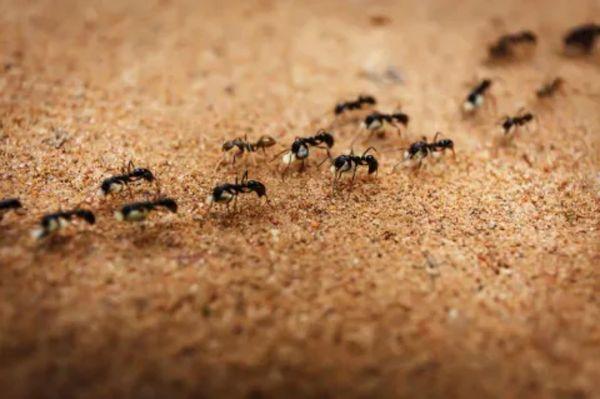 Ants Ants Ants  give  the family that can help a call A-1 PEST MANAGEMENT