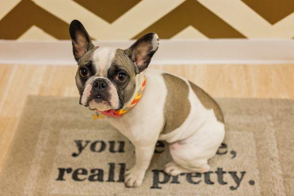 Zoe, taudrey's four-legged ambassador at the showroom.