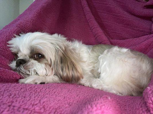 Snowy relaxed after her bath