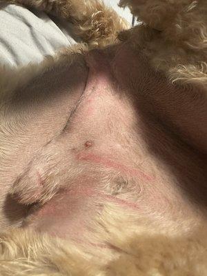 The groomer shaved my groin area and left razor burn and several cuts    My puppy was in severe pain and had trouble walking