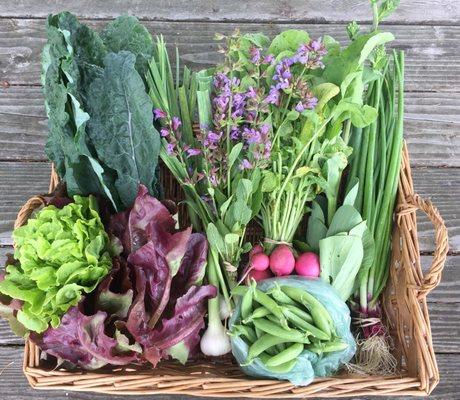 June CSA Share: Sugar Snap Peas, Butter Lettuces, Lacinato Kale, Green Garlic, Flowering Sage, Radishes, Red Scallions