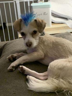 Mohawk color with pet friendly dye