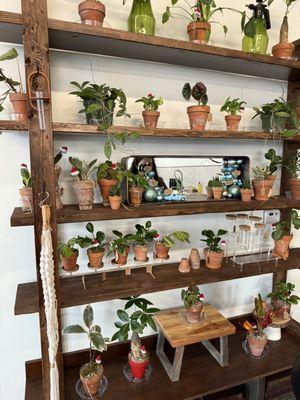 Plant wall. All of the plants had Santa hats on them for the holidays!