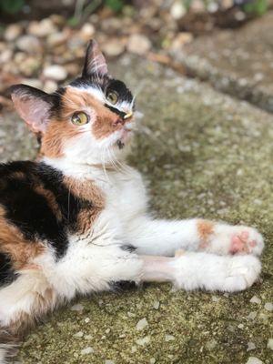 Sprinkle, my beautiful calico angel.