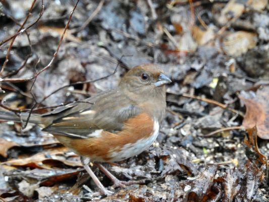 Eastern Towhee Female