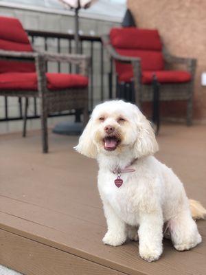 Jazzy after her puppy spa