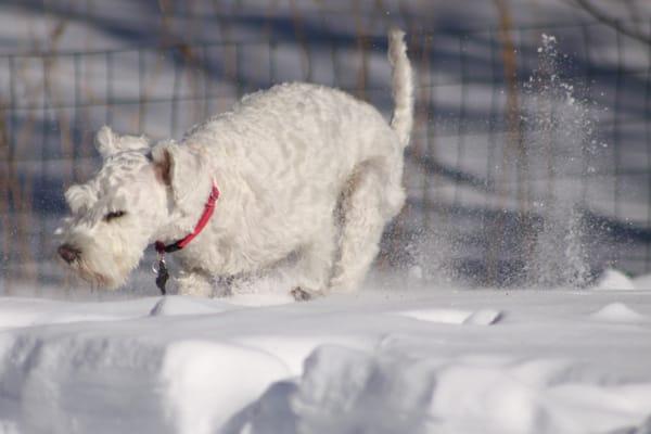 Effi running around our big fenced in yard.