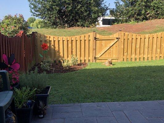 The pooch enjoying Franks's landscaping-