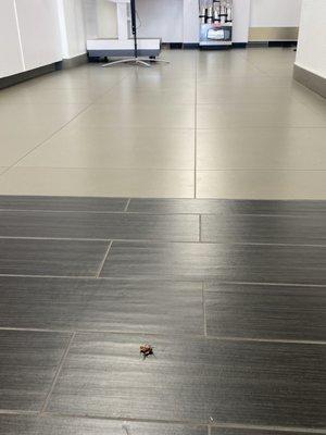 Just a dead bug... he probably died when he was told this dealership adds $12,000 onto the pricing "just because".