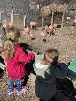 Flamingos (stinky but super cute)