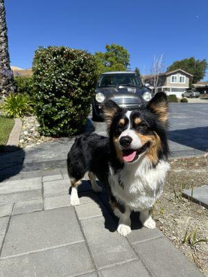 Front view of haircut on corgi