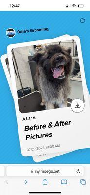 Ali's before and after grooming pics!