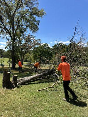 Dead tree removal.