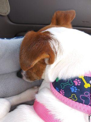 Sweetie worn out from eye exam!