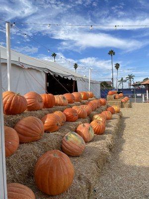 Only pumpkins outside