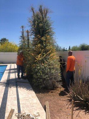 Magic Landscaping And Tree Removal Service