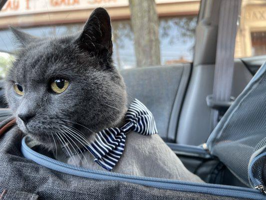 Heading home after getting a lion cut