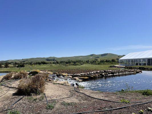 Club house pond