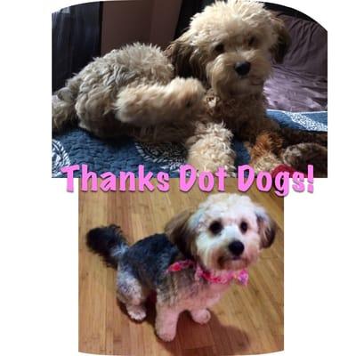 Ruby loves Dot Dogs! Thanks Jessie & George!