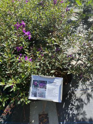 Tibouchina