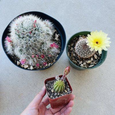 How can I say no to these beautiful cacti?