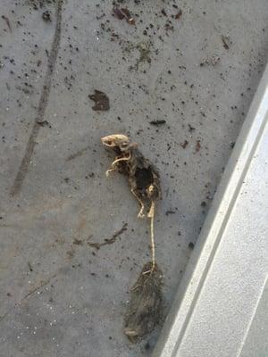 skeletal remains of a mouse found in my unit, notice the many mouse droppings around it