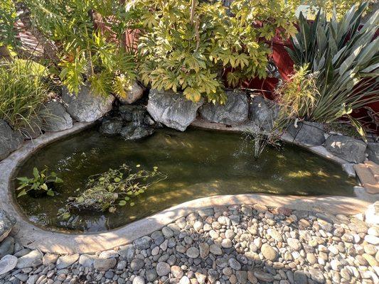 Eco Ponds Cleaning