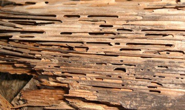 Wood damaged by termites