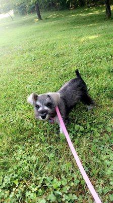 The day after her first groom at Pawville!