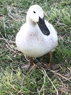 Lilibet, Welsh Harlequin female