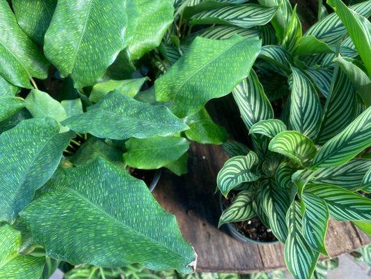 Beautiful Calatheas