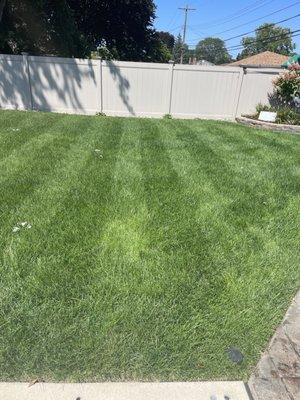 Emerald Rich Lawns