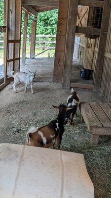 Little Bitty Goats