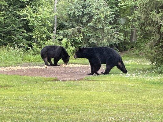 Bears feeding