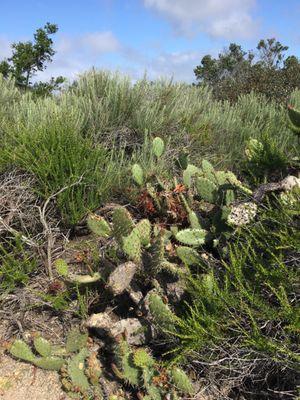 Along the trail