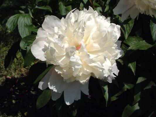 The root of the Peony has been used frequently in traditional medicines of Korea, China and Japan