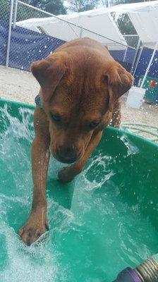 Pools in the play yards to keep pups cool!