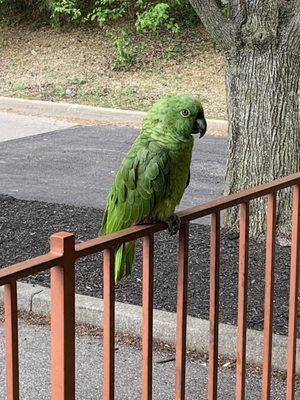 Parrot on patio