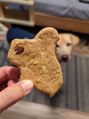 Peanut butter squirrel cookie, mere seconds before it met its fate