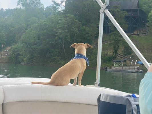 Pontoon from Douglas Lake Marina