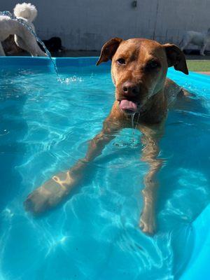 Ginger loves both pools!