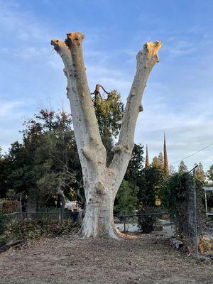 Sycamore Topping